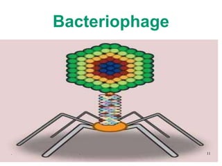 Bacteriophage
. . 11
 