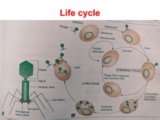 Life cycle
 