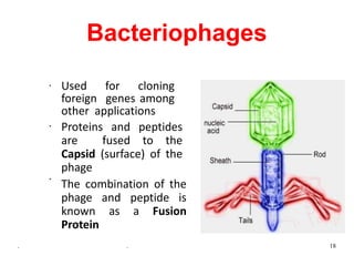 Bacteriophages
•
•
•
Used for cloning
foreign genes among
other applications
Proteins and peptides
are fused to the
Capsid (surface) of the
phage
The combination of the
phage and peptide is
known as a Fusion
Protein
. . 18
 