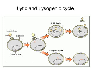 Lytic and Lysogenic cycle
. . 20
 