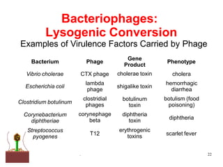 Bacteriophages:
Lysogenic Conversion
Examples of Virulence Factors Carried by Phage
. . 22
Bacterium Phage Phenotype
Vibrio cholerae
Gene
Product
cholerae toxin
Escherichia coli shigalike toxin
Clostridium botulinum
cholera
hemorrhagic
diarrhea
botulism (food
poisoning)
CTX phage
lambda
phage
clostridial
phages
corynephage
beta diphtheria
Corynebacterium
diphtheriae
Streptococcus
pyogenes
T12
botulinum
toxin
diphtheria
toxin
erythrogenic
toxins scarlet fever
 