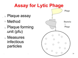 Assay for Lytic Phage
•
–
Phage
. . 24
Bacteria
+
Phage
 Plaque assay
 –
Method
 Plaque forming
–unit (pfu)
 Measures
infectious
particles
 