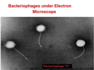 Bacteriophages under Electron
Microscope
4
 