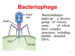 Bacteriophage
Bacteriophages
make up a diverse
group of viruses,
some of which
have complex
structures, including
double- stranded
DNA.
9
 