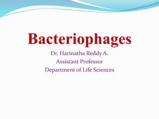 Bacteriophages
Dr. Harinatha Reddy A.
Assistant Professor
Department of Life Sciences
 