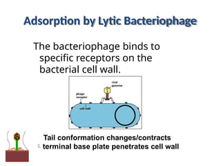 Adsorption by Lytic Bacteriophage
The bacteriophage binds to
specific receptors on the
bacterial cell wall.
Tail conformation changes/contracts
terminal base plate penetrates cell wall
 