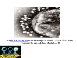 An electron micrograph of bacteriophages attached to a bacterial cell. These
viruses are the size and shape of coliphage T1
 