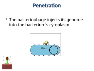 Penetration
• The bacteriophage injects its genome
into the bacterium's cytoplasm
 