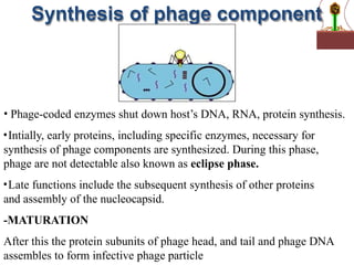 Synthesis of phage component
• Phage-coded enzymes shut down host’s DNA, RNA, protein synthesis.
•Intially, early proteins, including specific enzymes, necessary for
synthesis of phage components are synthesized. During this phase,
phage are not detectable also known as eclipse phase.
•Late functions include the subsequent synthesis of other proteins
and assembly of the nucleocapsid.
-MATURATION
After this the protein subunits of phage head, and tail and phage DNA
assembles to form infective phage particle
 