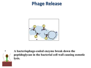 Phage Release
• A bacteriophage-coded enzyme break down the
peptidoglycan in the bacterial cell wall causing osmotic
lysis.
 