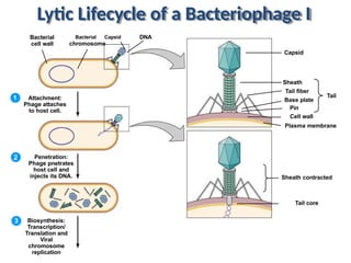 Attachment:
Phage attaches
to host cell.
Penetration:
Phage pnetrates
host cell and
injects its DNA.
Biosynthesis:
Transcription/
Translation and
Viral
chromosome
replication
1
2
3
Bacterial
cell wall
Bacterial Capsid DNA
chromosome
Capsid
Sheath
Tail fiber
Base plate
Pin
Cell wall
Tail
Plasma membrane
Sheath contracted
Tail core
Lytic Lifecycle of a Bacteriophage I
 