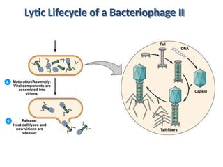 4 Maturation/Assembly:
Viral components are
assembled into
virions.
5 Release:
Host cell lyses and
new virions are
released.
Tail
DNA
Capsid
Tail fibers
Lytic Lifecycle of a Bacteriophage II
 