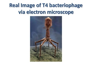 Real Image of T4 bacteriophage
via electron microscope
 