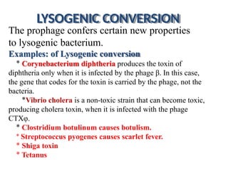 LYSOGENIC CONVERSION
The prophage confers certain new properties
to lysogenic bacterium.
Examples: of Lysogenic conversion
* Corynebacterium diphtheria produces the toxin of
diphtheria only when it is infected by the phage β. In this case,
the gene that codes for the toxin is carried by the phage, not the
bacteria.
*Vibrio cholera is a non-toxic strain that can become toxic,
producing cholera toxin, when it is infected with the phage
CTXφ.
* Clostridium botulinum causes botulism.
* Streptococcus pyogenes causes scarlet fever.
* Shiga toxin
* Tetanus
 