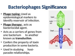 Bacteriophages Significance
• Phage typing: Used as
epidemiological markers to
identify reservoir of infection.
• Phage therapy: acts as
bacteriocidal agent.
• Acts as a carriers of genes from
one bacterium to another
known as transduction.
• Confers the property of toxin
production in some bacteria.
• Used in studying host-
parasite relationships.
 