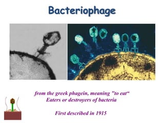 Bacteriophage
from the greek phagein, meaning "to eat“
Eaters or destroyers of bacteria
First described in 1915
 