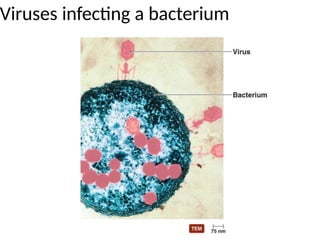 Viruses infecting a bacterium
 