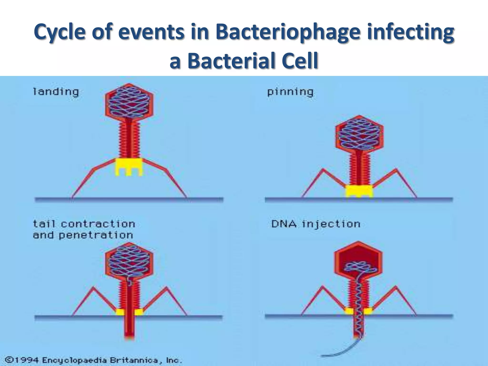Cycle of events in Bacteriophage infecting
a Bacterial Cell
 