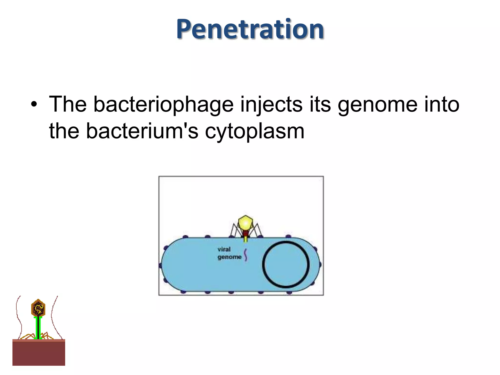 Penetration
• The bacteriophage injects its genome into
the bacterium's cytoplasm
 