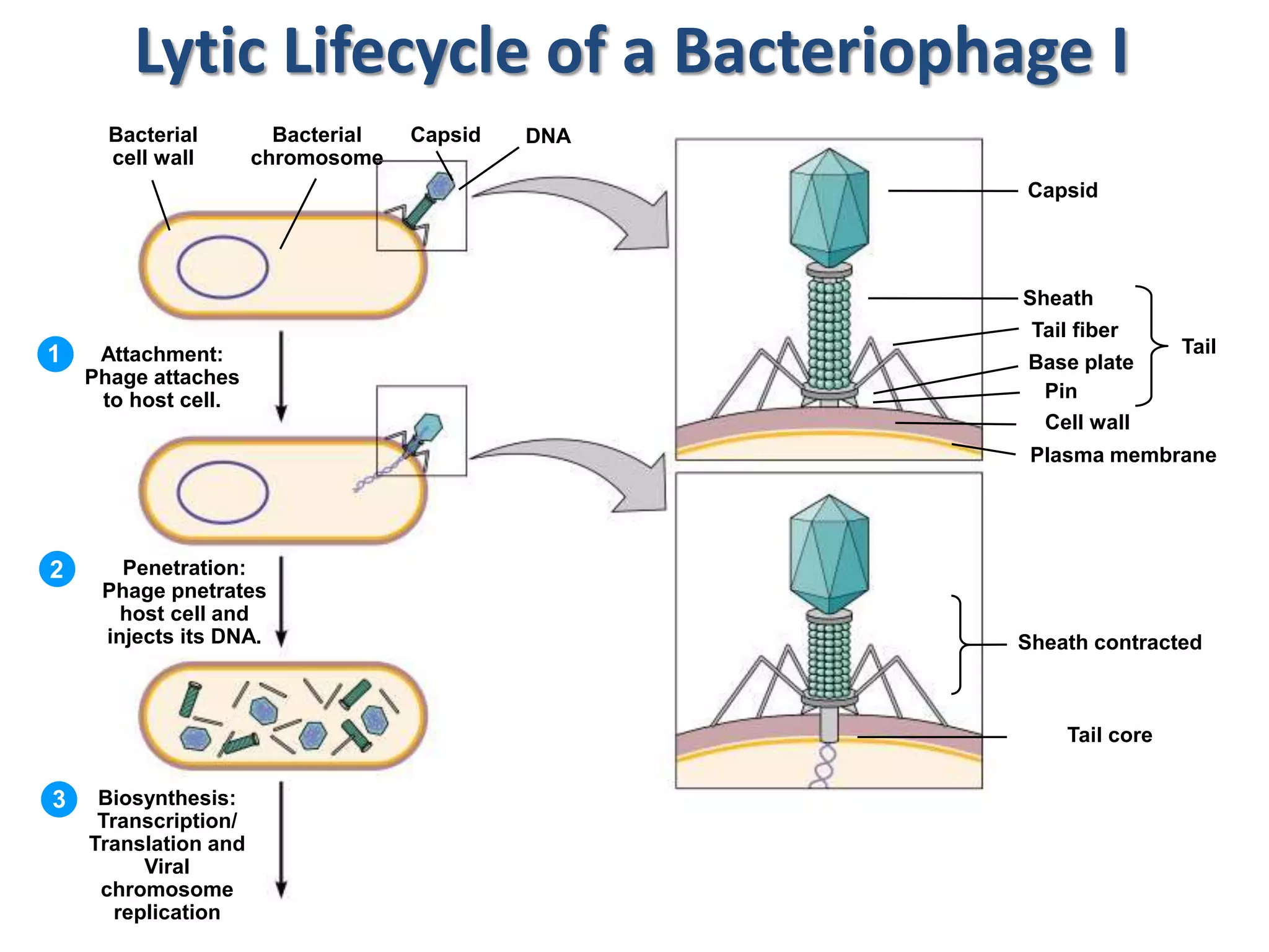 Attachment:
Phage attaches
to host cell.
Penetration:
Phage pnetrates
host cell and
injects its DNA.
Biosynthesis:
Transcription/
Translation and
Viral
chromosome
replication
1
2
3
Bacterial
cell wall
Bacterial
chromosome
Capsid DNA
Capsid
Sheath
Tail fiber
Base plate
Pin
Cell wall
Tail
Plasma membrane
Sheath contracted
Tail core
Lytic Lifecycle of a Bacteriophage I
 