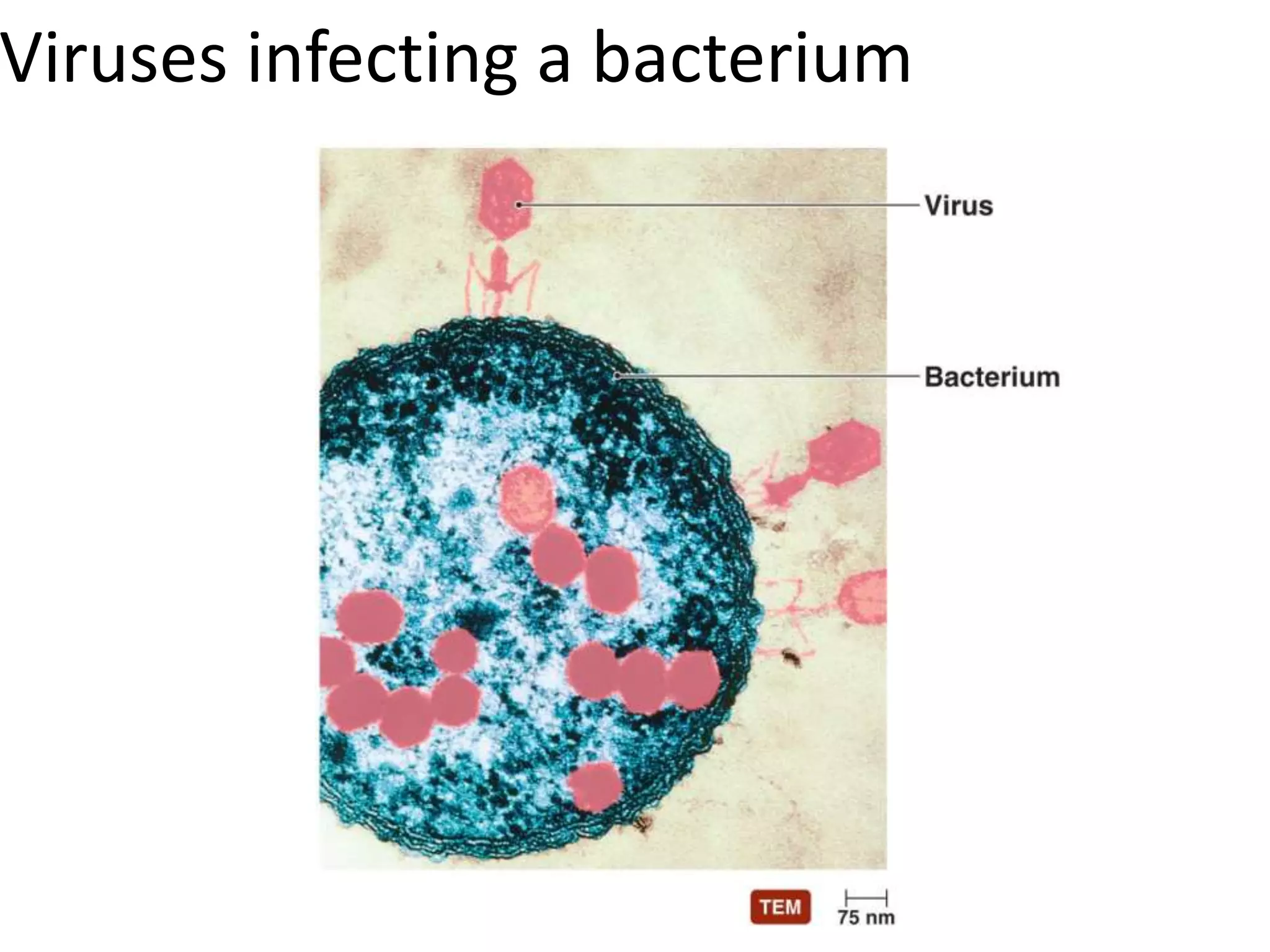 Viruses infecting a bacterium
 