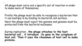 .
All phage must carry out a specific set of reaction in order
to make more of themselves.
Firstly the phage must be able to recognize a bacterium that
it can multiply in by binding to bacterial cell surface.
Next the phage must inject the genome and genome must be
protected from the bacterial nucleases.
During replication , the phage attaches to the host
bacterial cell , it introduce its gene to the cytoplasm of
host cell. Then it uses the ribosomes of host cell to make
proteins.
 