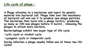 Life cycle of phage –
A Phage attaches to a bacterium and inject its genetic
material into bacterial cell. Phage take over the machinery
of bacterial cell and use it to produce new phage particles.
The bacterium then turns into a phage factory ,producing
as many as 100 new phages before it bursts , releasing the
phages to attack more bacteria.
Bacteriophage exhibit two major type of life cycle
• Lytic cycle or virulent cycle
• Lysogenic cycle or temperate cycle
During infection a phage usually follow one of these two life
cycles.
 