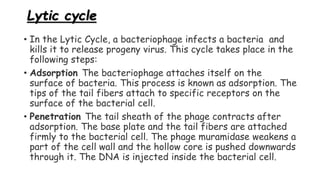 Lytic cycle
• In the Lytic Cycle, a bacteriophage infects a bacteria and
kills it to release progeny virus. This cycle takes place in the
following steps:
• Adsorption The bacteriophage attaches itself on the
surface of bacteria. This process is known as adsorption. The
tips of the tail fibers attach to specific receptors on the
surface of the bacterial cell.
• Penetration The tail sheath of the phage contracts after
adsorption. The base plate and the tail fibers are attached
firmly to the bacterial cell. The phage muramidase weakens a
part of the cell wall and the hollow core is pushed downwards
through it. The DNA is injected inside the bacterial cell.
 