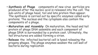 • Synthesis of Phage components of new virus particles are
produced after the nucleic acid is released into the cell. The
sub-units of phage head, tail and late protein then appear.
The synthesis is carried out by specific enzymes called early
proteins. The nucleus and the cytoplasm also contain the
components of a phage.
• Maturation and Assembly On maturation, the head and tail
protein of phage DNA assemble and each component of
phage DNA is surrounded by a protein coat. Ultimately, the
tail structures are added forming a virion.
• Release the infected bacterial cell is lysed releasing the
progeny phages. The phage enzymes weaken the cell wall of
bacteria during replication
 