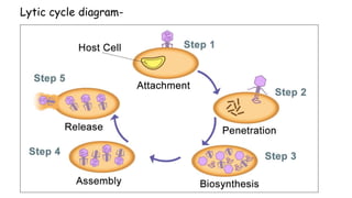 Lytic cycle diagram-
 