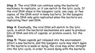 Step 3: The viral DNA can continue using the bacterial
machinery to replicate, or it can switch to the lytic cycle. If
the viral DNA stays in the lysogenic cycle, one copy, or few
copies, of the DNA exist in many bacteria. In the lysogenic
cycle, the DNA only gets replicated when the bacteria are
replicating their own DNA.
Step 4: Eventually, the viral DNA will switch to the lytic
cycle, in which the bacterial mechanisms are used to produce
lots of DNA and lots of capsids, or protein covers, for the
DNA.
Step 5: These capsids get released into the environment,
infect a new bacteria, and the lysogenic cycle may start again.
If the bacteria is weak or dying, the virus may enter straight
into the lytic cycle, in order to avoid dying with the bacteria.
 