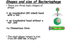 Shapes and size of Bacteriophage
• There are three basic shapes of
phage:
 an icosahedral (20 sided) head
with a tail ,
 an icosahedral head without a
tail ,and
a filamentous form
• The most phage ranges in size
from 24-200 nm in length
 