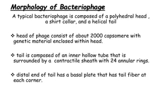 Morphology of Bacteriophage
A typical bacteriophage is composed of a polyhedral head ,
a shirt collar, and a helical tail
 head of phage consist of about 2000 capsomere with
genetic material enclosed within head.
 tail is composed of an inner hollow tube that is
surrounded by a contractile sheath with 24 annular rings.
 distal end of tail has a basal plate that has tail fiber at
each corner.
 