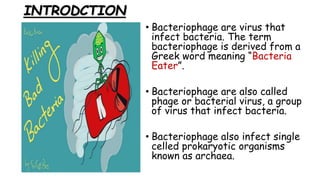 INTRODCTION
• Bacteriophage are virus that
infect bacteria. The term
bacteriophage is derived from a
Greek word meaning “B...