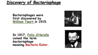 Discovery of Bacteriophage
Bacteriophages were
first discovered by
William Twort in 1915.
In 1917, Felix d’Herelle
coined ...