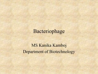 Bacteriophage
MS Kanika Kamboj
Department of Biotechnology
 