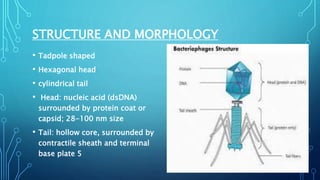 STRUCTURE AND MORPHOLOGY
• Tadpole shaped
• Hexagonal head
• cylindrical tail
• Head: nucleic acid (dsDNA)
surrounded by protein coat or
capsid; 28-100 nm size
• Tail: hollow core, surrounded by
contractile sheath and terminal
base plate 5
 