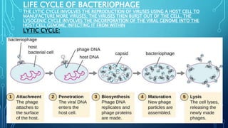 LIFE CYCLE OF BACTERIOPHAGE
THE LYTIC CYCLE INVOLVES THE REPRODUCTION OF VIRUSES USING A HOST CELL TO
MANUFACTURE MORE VIRUSES; THE VIRUSES THEN BURST OUT OF THE CELL. THE
LYSOGENIC CYCLE INVOLVES THE INCORPORATION OF THE VIRAL GENOME INTO THE
HOST CELL GENOME, INFECTING IT FROM WITHIN
LYTIC CYCLE:
 
