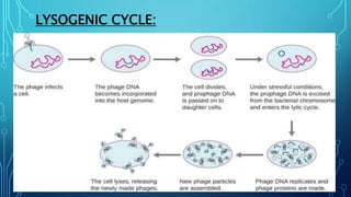 LYSOGENIC CYCLE:
 