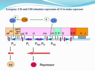 Bacteriophage and replication | PPTX