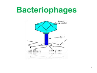 Bacteriophages
1
 
