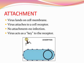 ATTACHMENT
 Virus lands on cell membrane.
 Virus attaches to a cell receptor.
 No attachment=no infection.
 Virus acts as a “key” to the receptor.
 