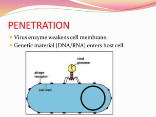 PENETRATION
 Virus enzyme weakens cell membrane.
 Genetic material [DNA/RNA] enters host cell.
 