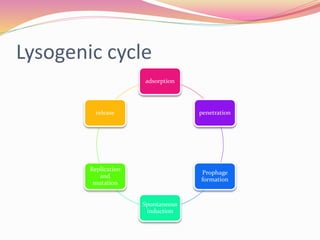 Lysogenic cycle
adsorption
penetration
Prophage
formation
Spontaneous
induction
Replication
and
mutation
release
 