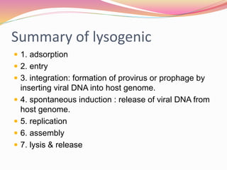Summary of lysogenic
 1. adsorption
 2. entry
 3. integration: formation of provirus or prophage by
inserting viral DNA into host genome.
 4. spontaneous induction : release of viral DNA from
host genome.
 5. replication
 6. assembly
 7. lysis & release
 