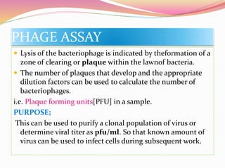 PHAGE ASSAY
 Lysis of the bacteriophage is indicated by theformation of a
zone of clearing or plaque within the lawnof bacteria.
 The number of plaques that develop and the appropriate
dilution factors can be used to calculate the number of
bacteriophages.
i.e. Plaque forming units[PFU] in a sample.
PURPOSE;
This can be used to purify a clonal population of virus or
determine viral titer as pfu/ml. So that known amount of
virus can be used to infect cells during subsequent work.
 