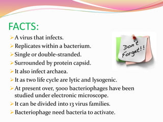 FACTS:
A virus that infects.
Replicates within a bacterium.
Single or double-stranded.
Surrounded by protein capsid.
It also infect archaea.
It as two life cycle are lytic and lysogenic.
At present over, 5000 bacteriophages have been
studied under electronic microscope.
It can be divided into 13 virus families.
Bacteriophage need bacteria to activate.
 