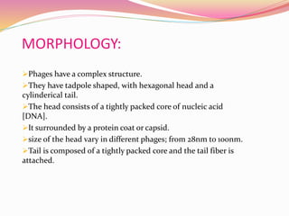 MORPHOLOGY:
Phages have a complex structure.
They have tadpole shaped, with hexagonal head and a
cylinderical tail.
The head consists of a tightly packed core of nucleic acid
[DNA].
It surrounded by a protein coat or capsid.
size of the head vary in different phages; from 28nm to 100nm.
Tail is composed of a tightly packed core and the tail fiber is
attached.
 
