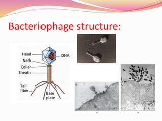 Bacteriophage structure:
 