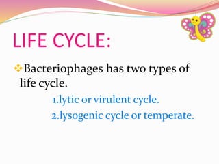 LIFE CYCLE:
Bacteriophages has two types of
life cycle.
1.lytic or virulent cycle.
2.lysogenic cycle or temperate.
 